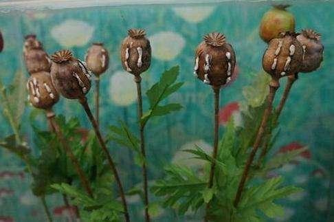 关于鸦片传入中国时间的争论_罂粟