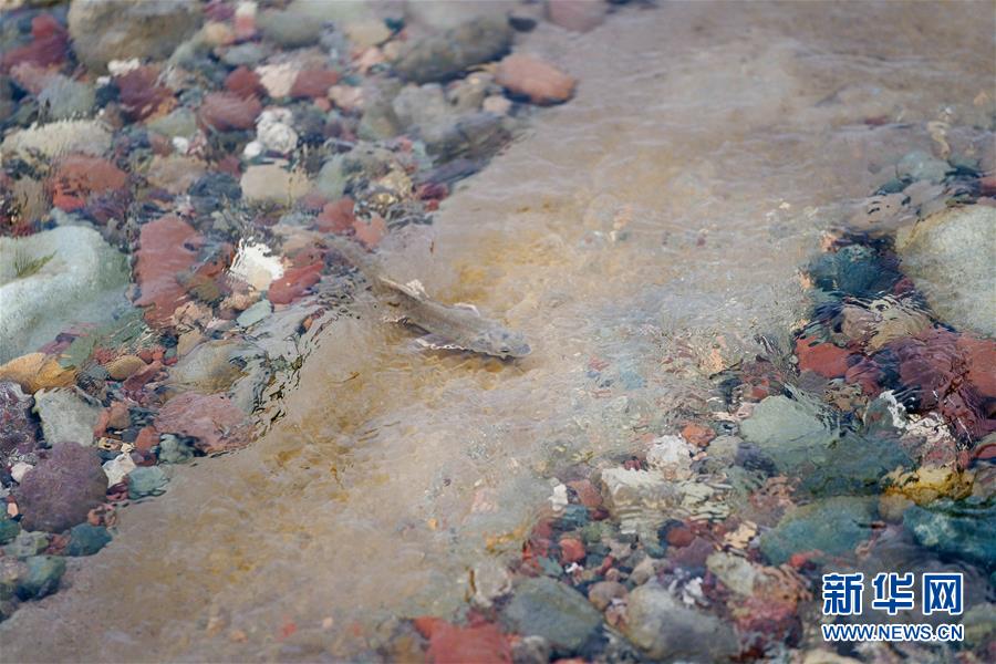 青海湖迎来湟鱼洄游季