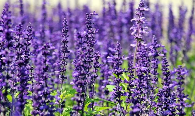 10种最美的紫色花 你喜欢哪一款 学名