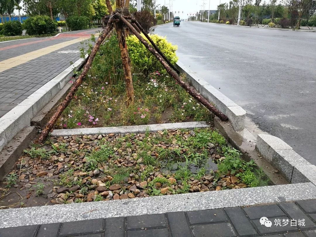 道路生物滞留带碎石铺底清淤区做法雨水花园-渗井做法延时调节塘实景