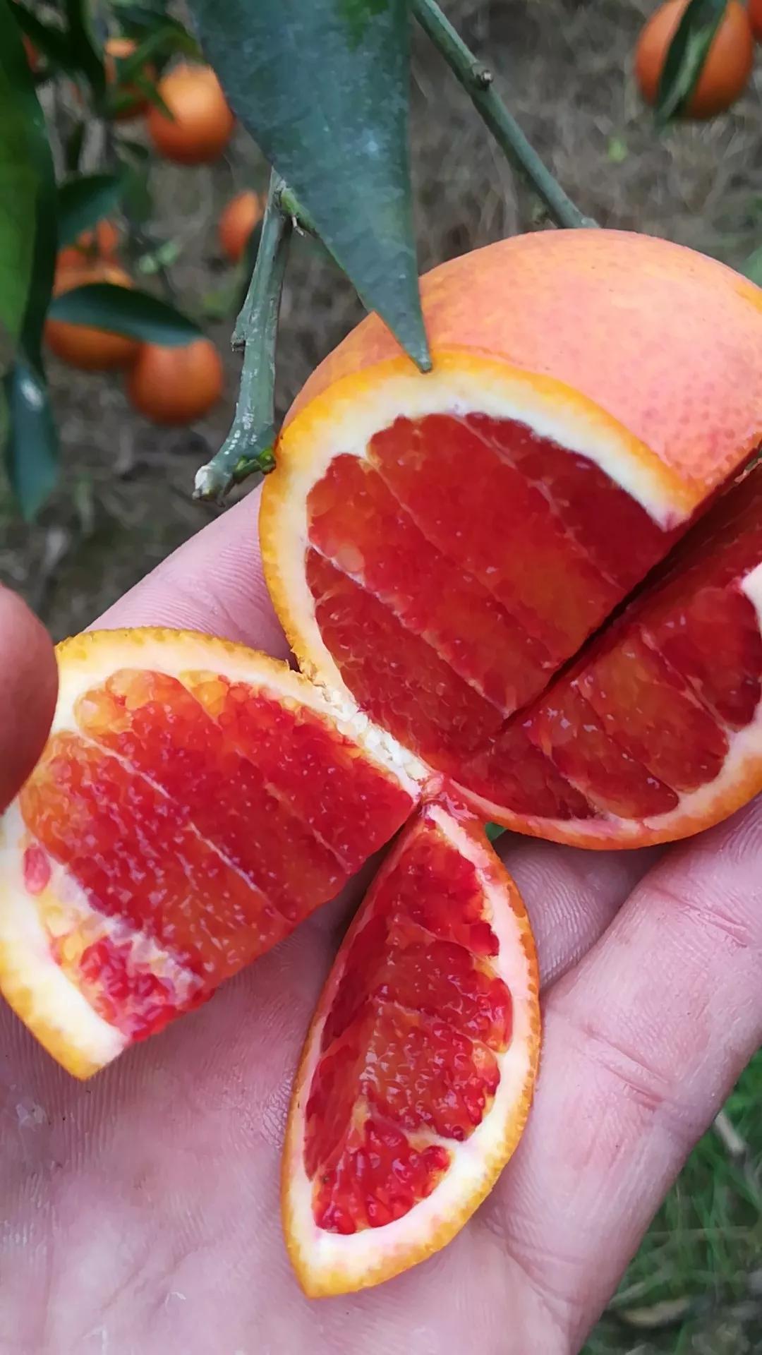 酸甜爆汁的热情诱惑这才真正的资中血橙