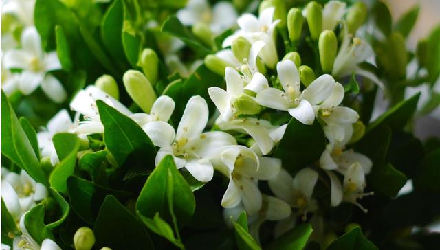 其实啊,它还有丰富的营养和巨大的药用价值,既可以观赏,又能够食用!