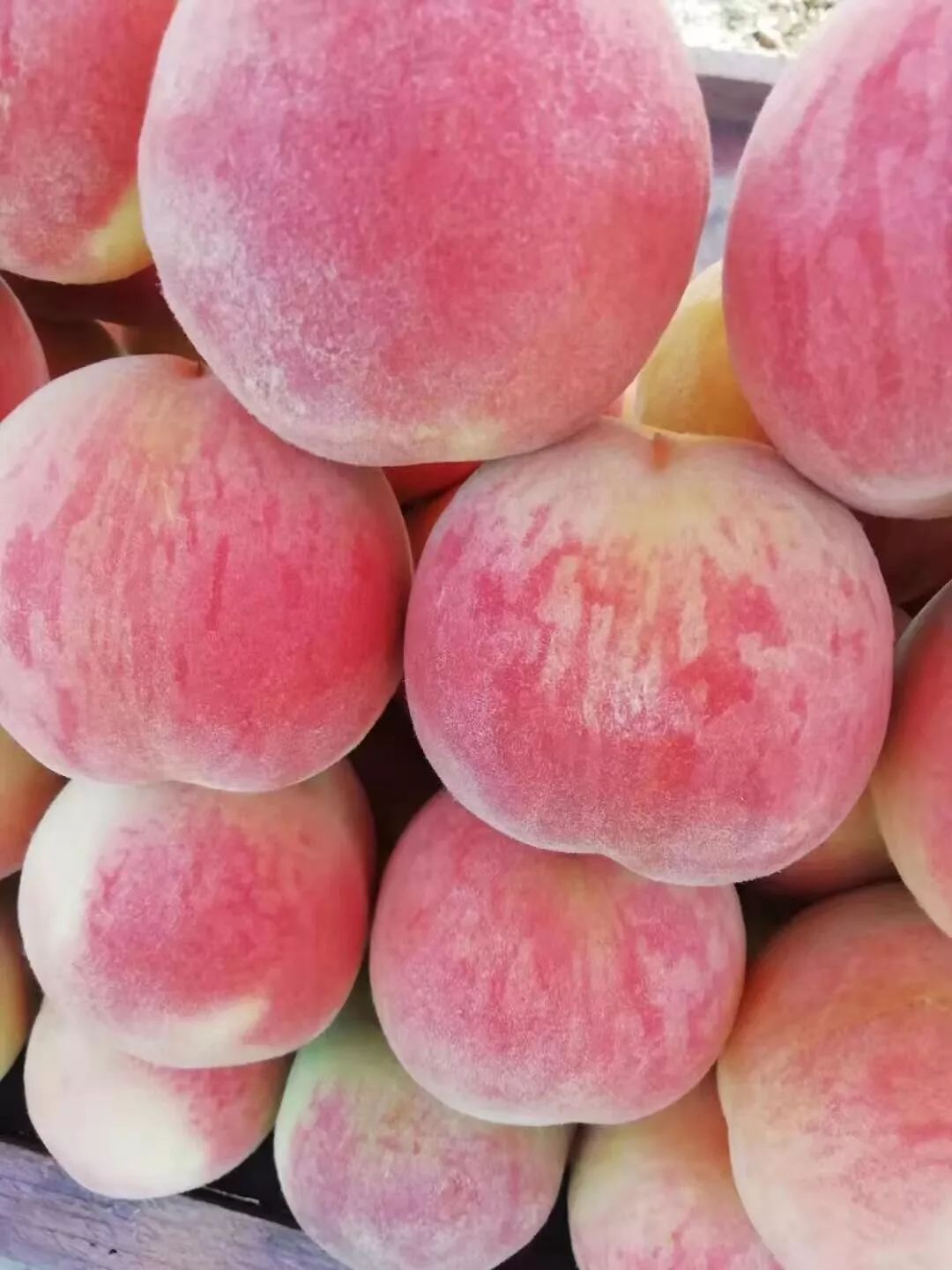 大红袍成熟上市开启肥城桃销售季