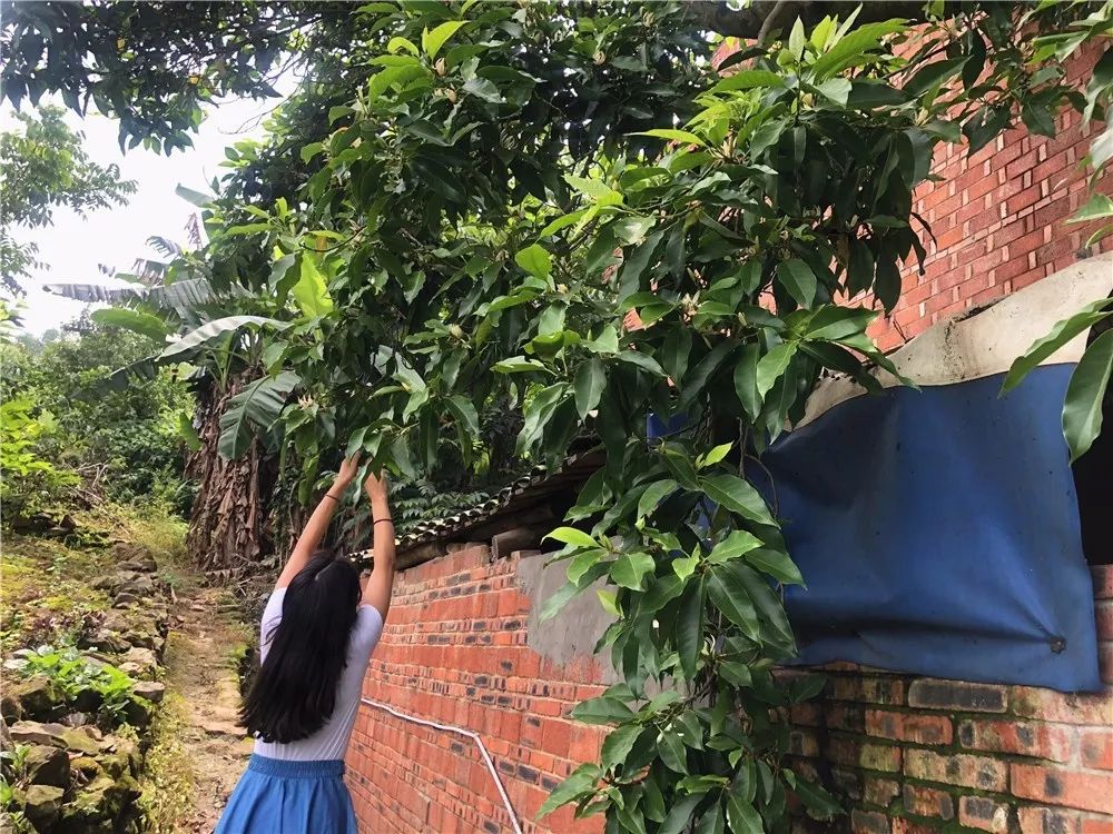 钟鸣兰树图片