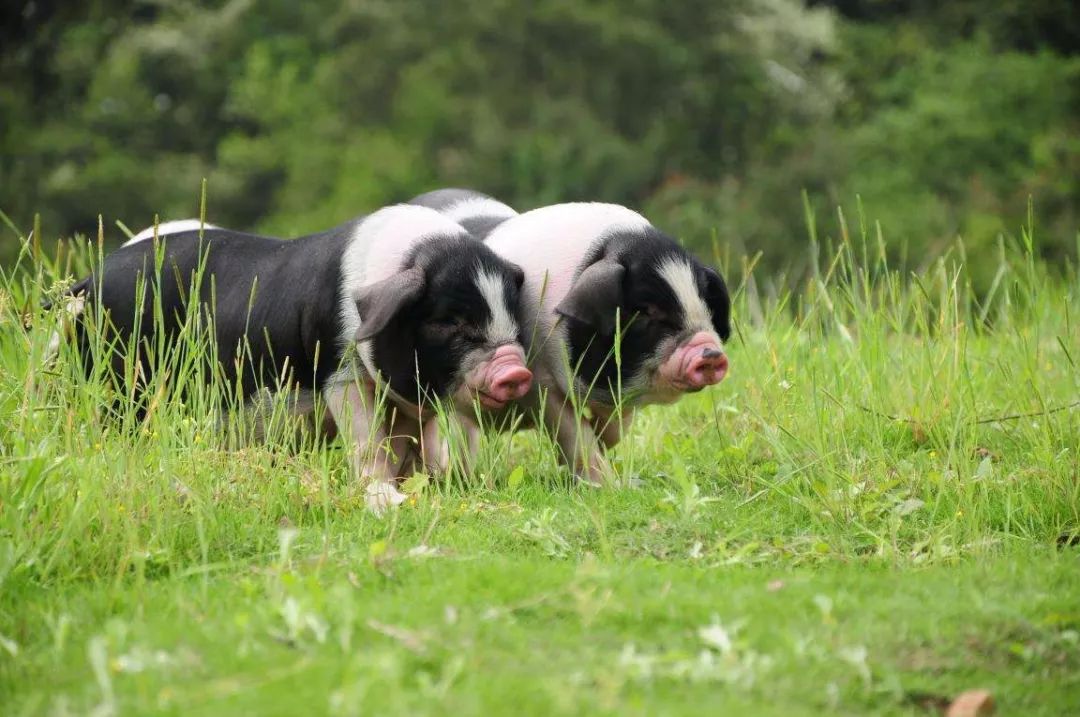 为让花猪非遗文化传更广,宁乡这位"猪司令"走进校园当起了推广员!_李