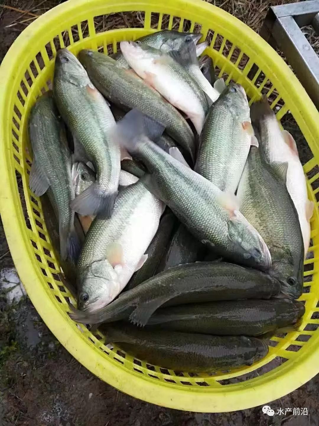 黄颡鱼最高涨1.5元/斤!生鱼最高涨0.2元/斤!加州鲈最高涨1元/斤!