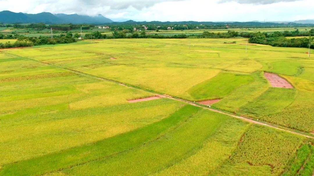 极目远眺,一片金黄的稻浪,散发出阵阵清香,大片大片的稻田随风摇摆