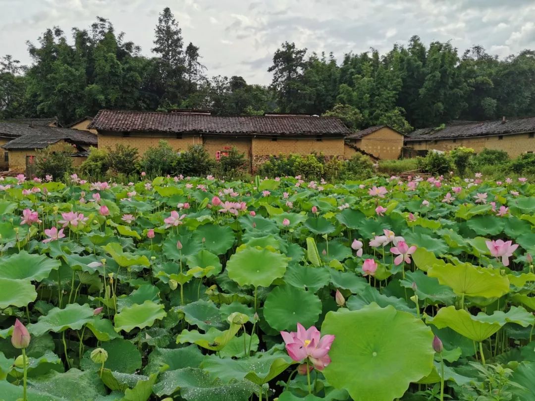 赏荷花,品藕宴,看演出……活在当夏山水传奇广州从化吕田do-re-mi
