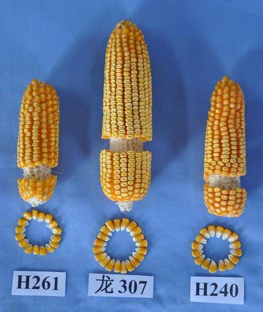 高产稳产耐密宜机收玉米新品种龙单76的选育与推广