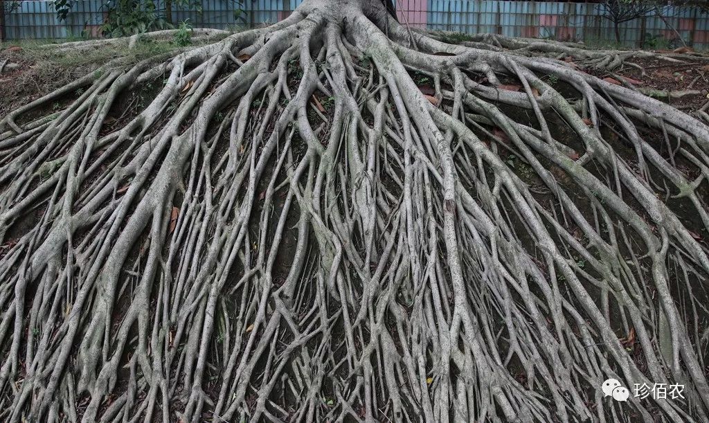 植物的根系越发达,枝叶就越繁茂;反之,枝细叶黄