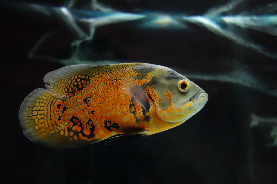 这种鱼又作又贱,建议弃养哦!【转载】