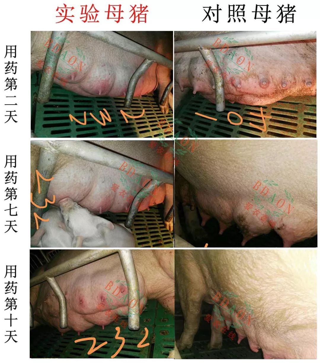 后备母猪怀孕乳头变化图片