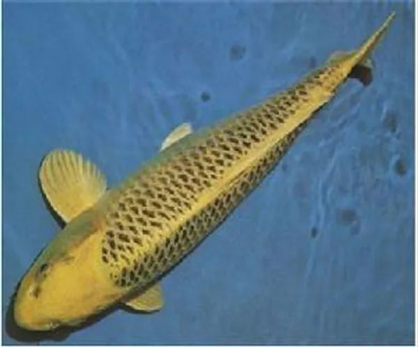 这主要得益于锦鲤鱼身的颜色还有它的体型,鱼池中既需要有从容不迫