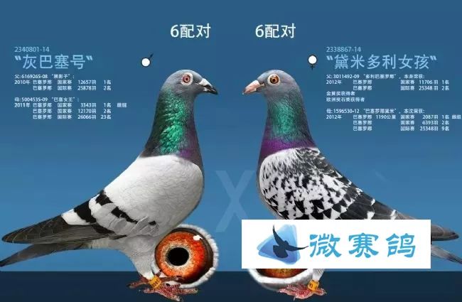 为什么欧洲强豪配对都是黄眼配黄眼
