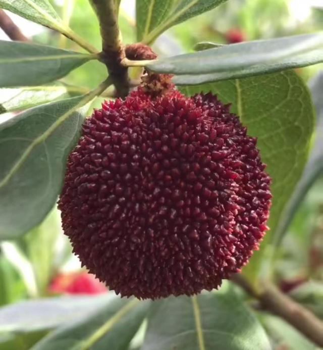 中国"杨梅王"大似乒乓球,种植要注意,挑选有技巧
