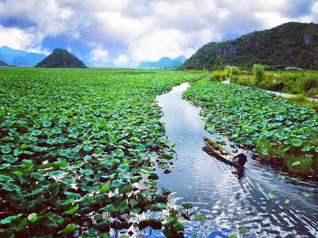 随风摇曳的万亩荷花海普者黑美哭了世界