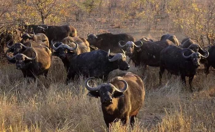 明明是食草系居然比狮子还凶猛