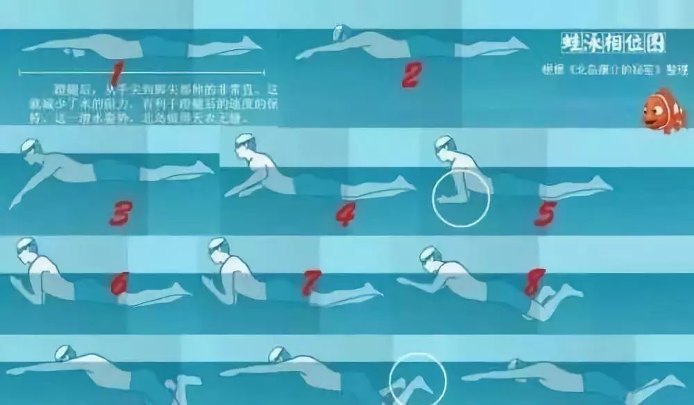 泳康学员风采蛙泳蹬腿技巧图解