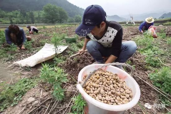 藥食同源中藥材品種銷量節節高升發展勢頭正強勁