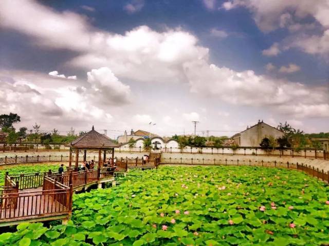 选自学习强国美丽乡村东王庄见空就栽树露地就栽花