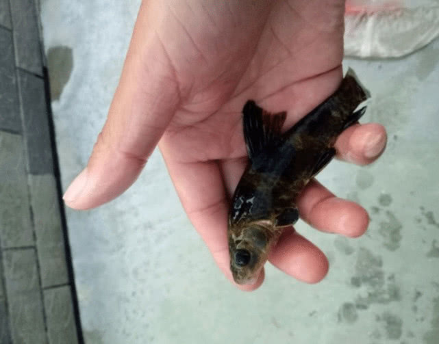 男子钓获奇鱼自带变色功能网友十年鱼以后吃喝不用愁