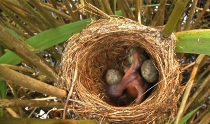 "夜莺连连问了自己三遍,还是想不起来,它没学过小学算术,实在查不清楚