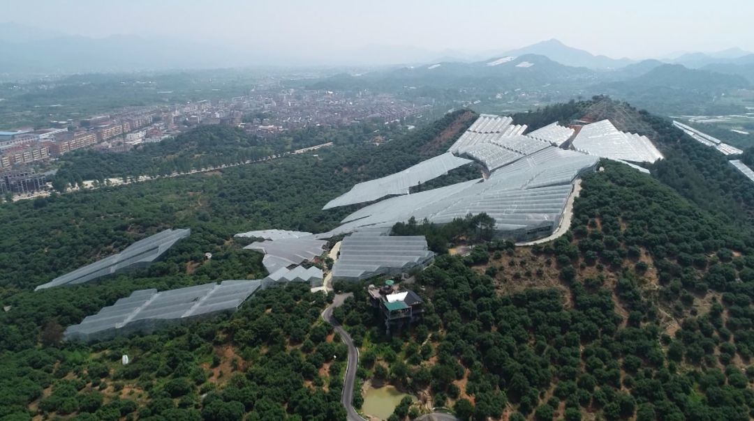 小小杨梅果托起乡村振兴梦