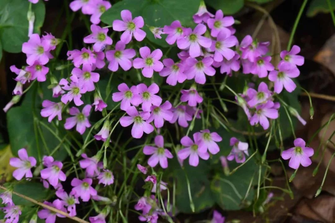 philoxeroides),刺花蓮子草(alternanthera pungens),南苜蓿(medicago