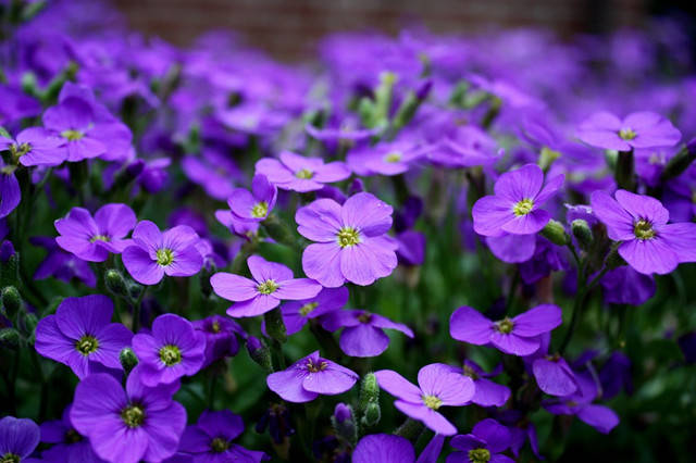 10种最美的紫色花 你喜欢哪一款 学名