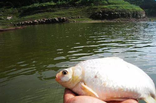 翻山越嶺釣野生白鯽,中國人喜歡稱它們為