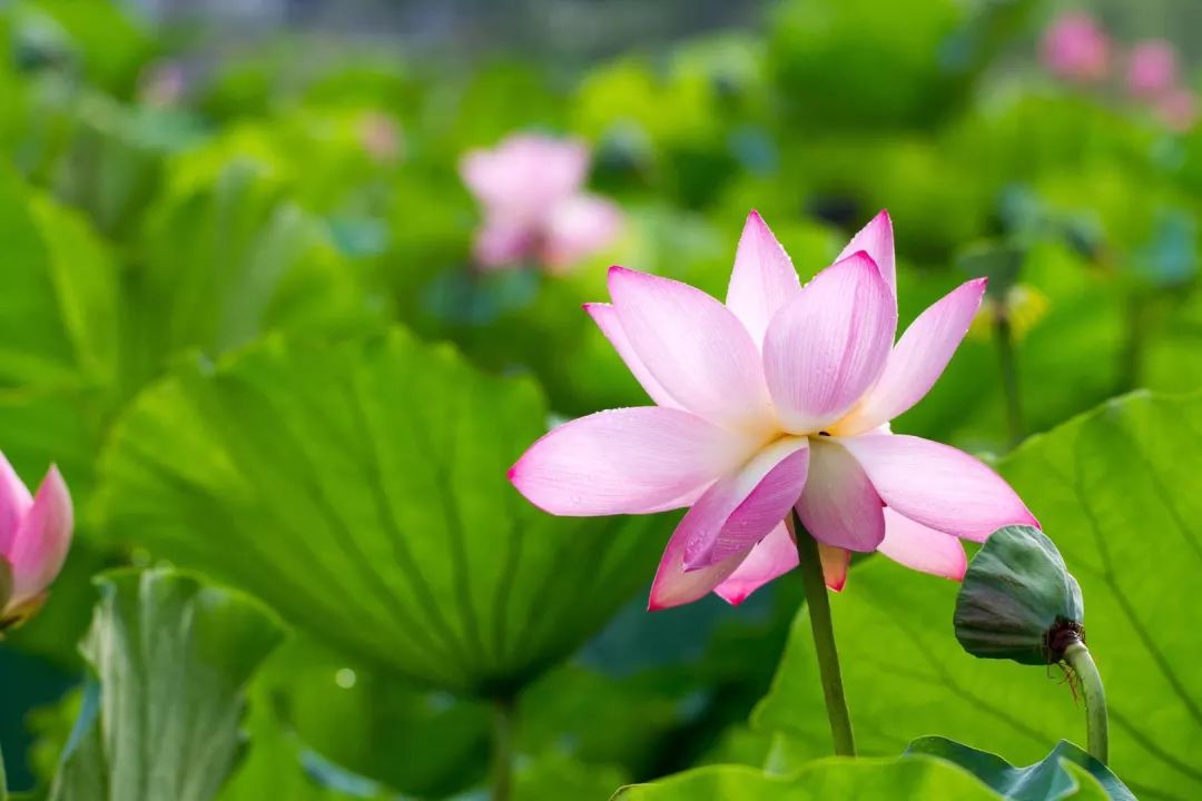 厦门的荷花太美了一大波养眼美图奉上祝您夏日安康