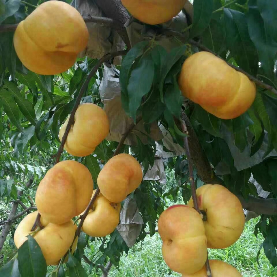 桃树新品种更新力作中油蟠9号品种介绍