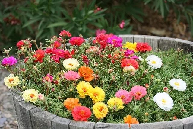 7种好看又晒不怕的夏天草花