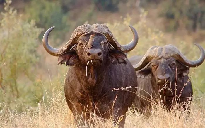 明明是食草系居然比狮子还凶猛