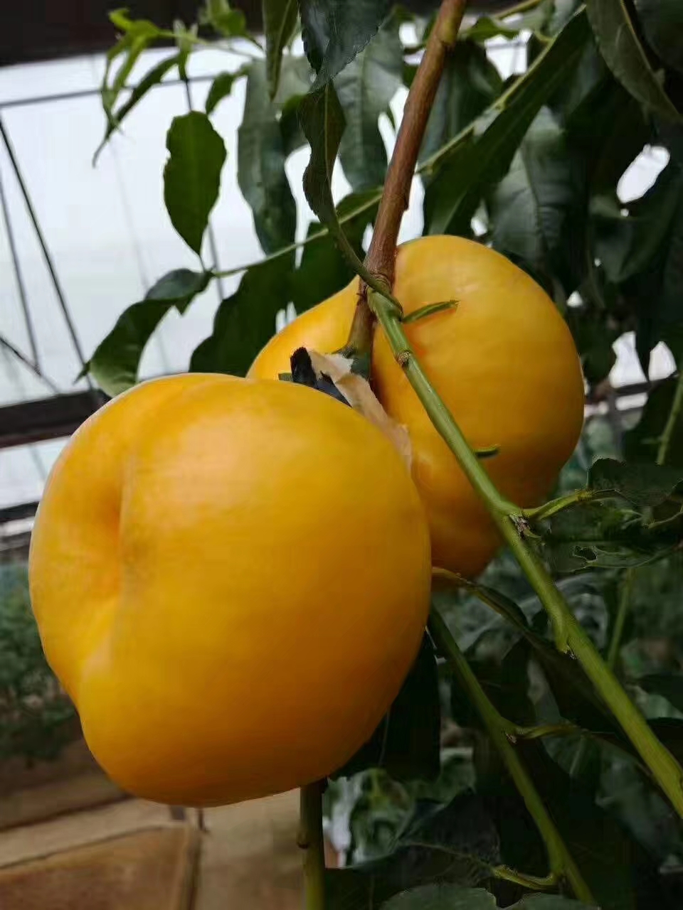 桃树新品种更新力作中油蟠9号品种介绍