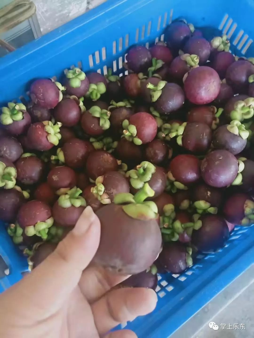 5元预定保亭山竹五斤89元只送乐东县城货到付款