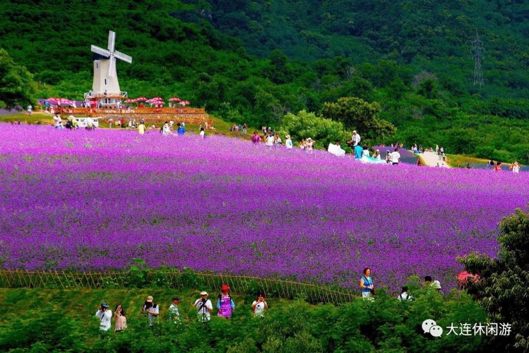 白石滩花林连海图片