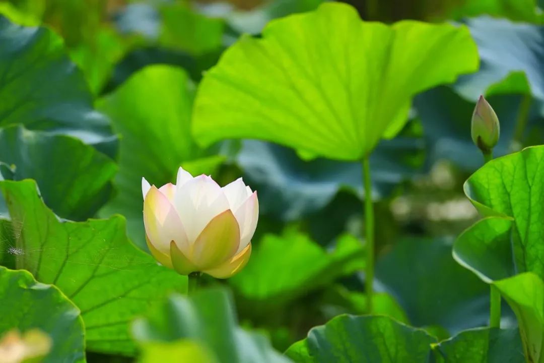 一剪浓夏时光, 醉心清宁