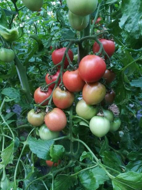 龙珠水果番茄种子早熟无限生长型水果番茄品种