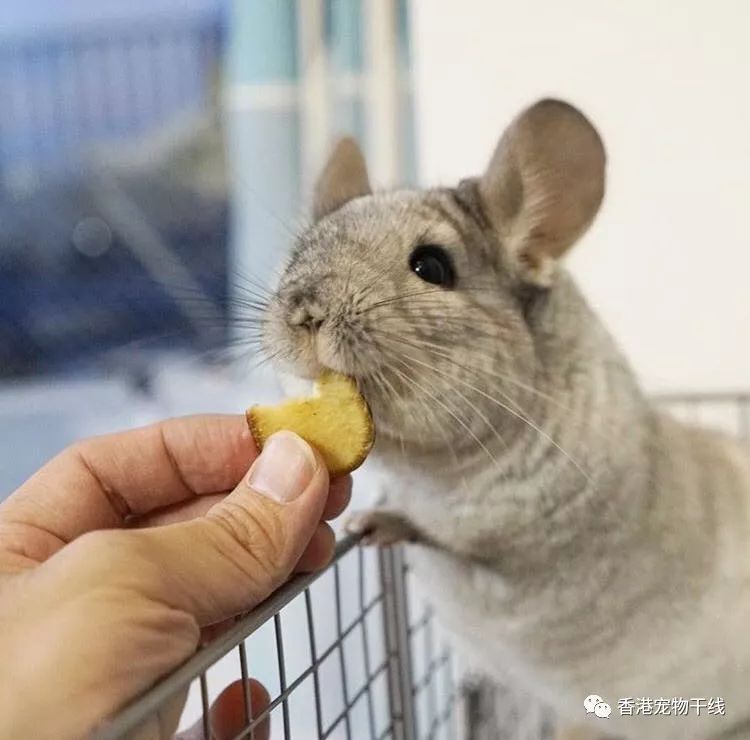 龙猫摄取的食物比较单一,以牧草和龙猫粮为主.