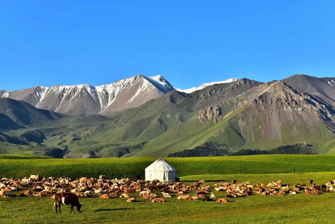 7月的烏蘇市古爾圖鎮瑪尼王避暑勝地景色絢麗多姿,雪山,草原,牛羊