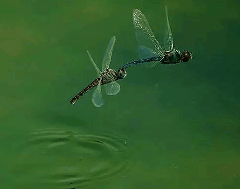 来了来了……蜻蜓们一只只低飞至河面,救起一只只蚂蚁,把他们送到河