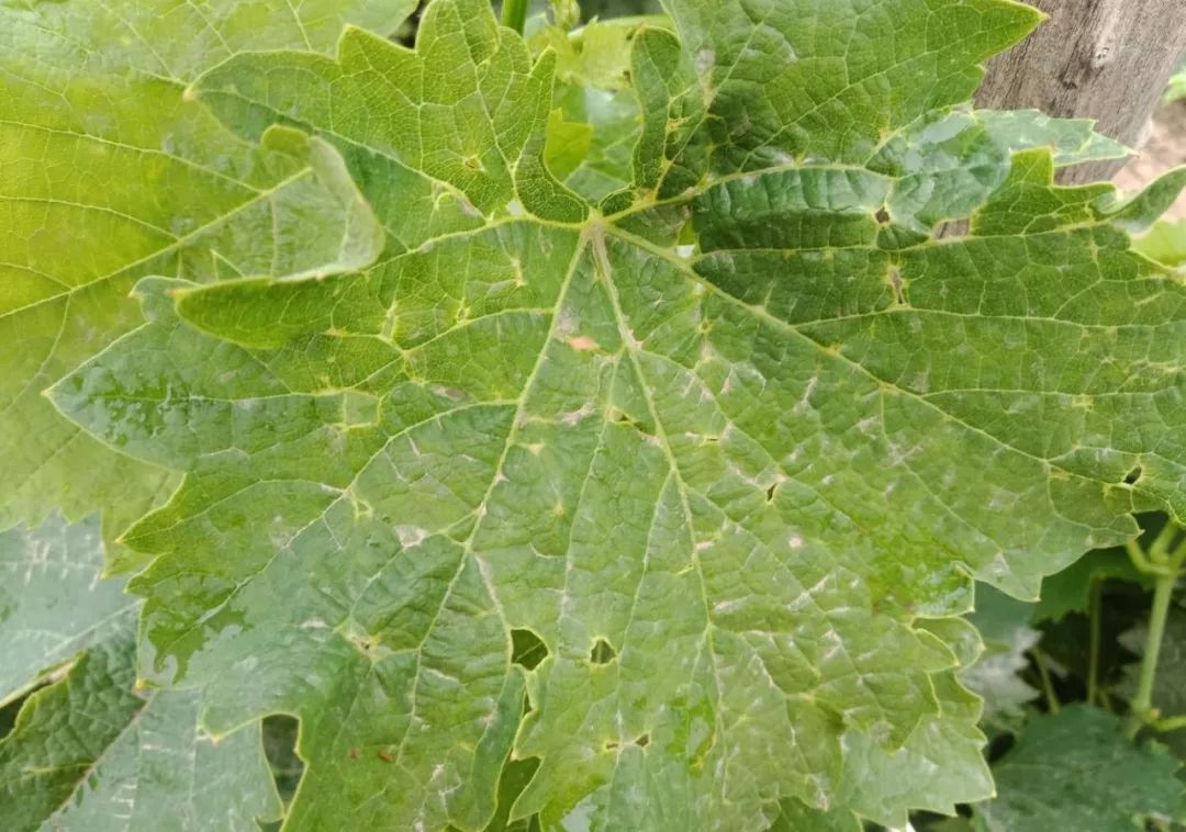 果树专家朱玉梅解答:盲蝽象危害症状,今年前期天气干燥,虫害发生