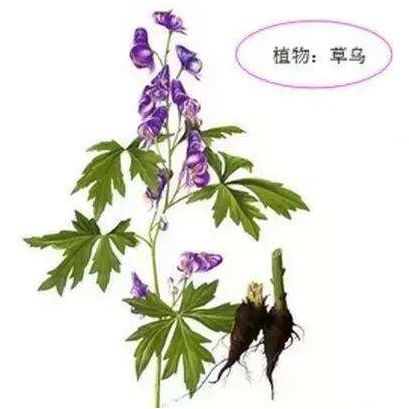 該中藥半年已致死4人,致病62人_烏頭