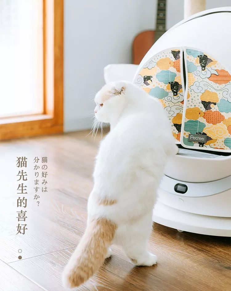 猫先生和狗狗肉车图片