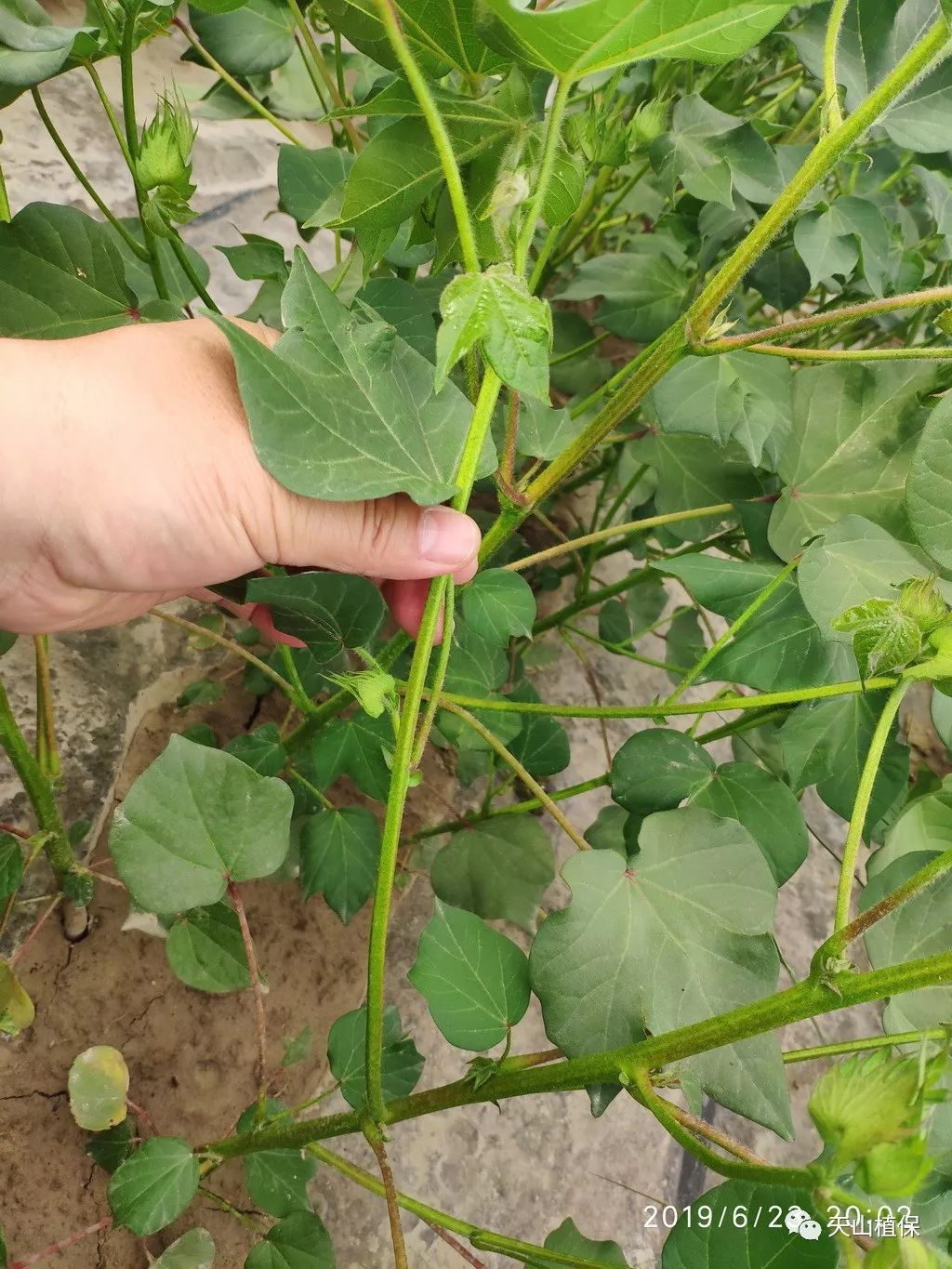 棉花营养枝的作用及合理利用技术