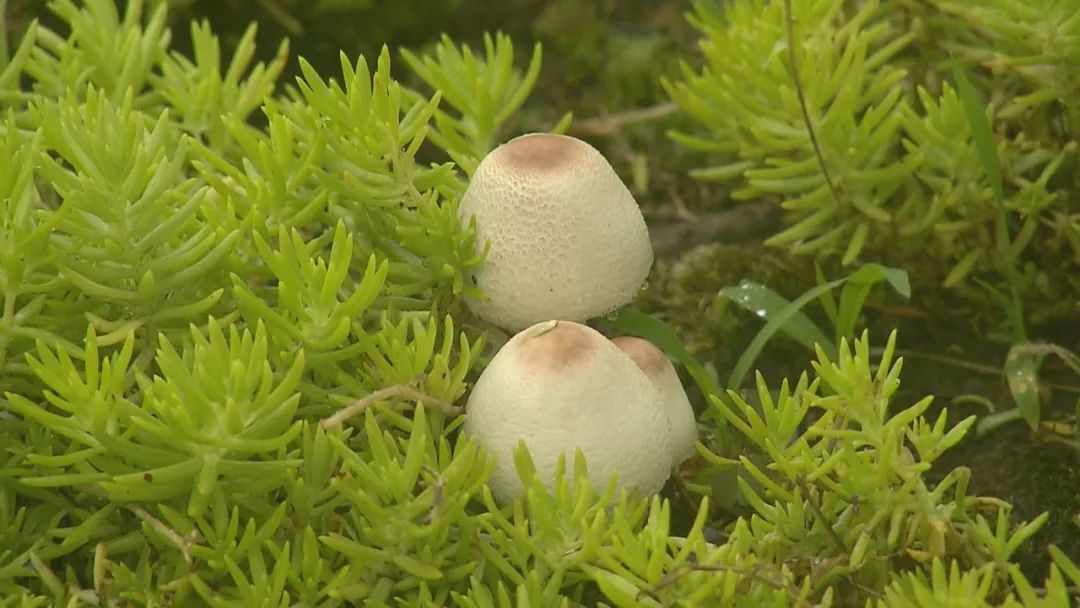 梅雨季公园绿地出现蘑菇圈市民切勿采摘食用