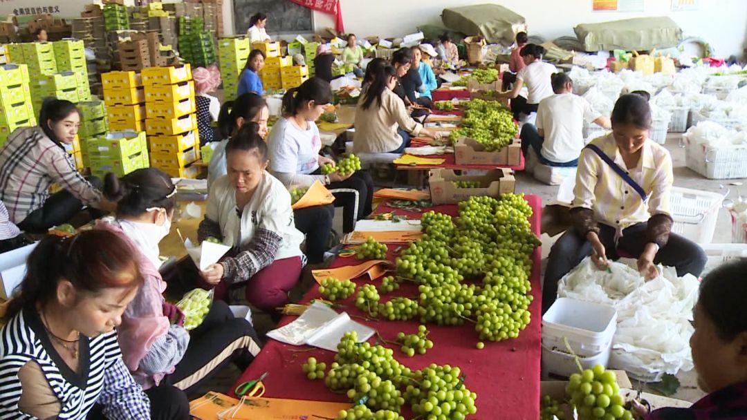 推行标准化建设标准园金牛镇葡萄产业由数量增长向质量提升转型