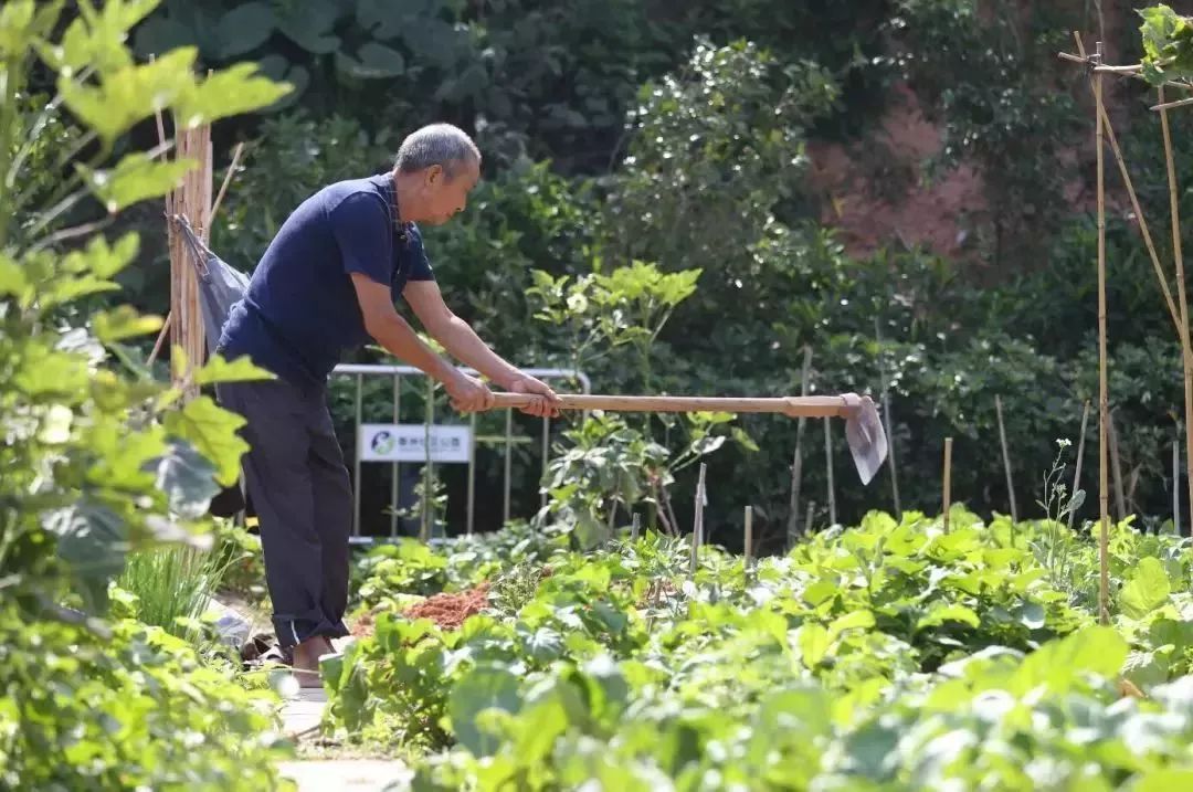珠海人在市中心也能种菜一年租金是快报名