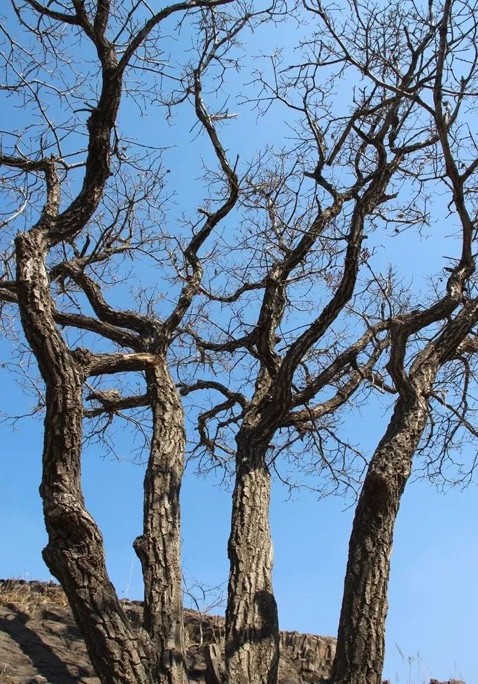 粘着童年故事的老家我会渐渐忘了你的模样杨晓峰